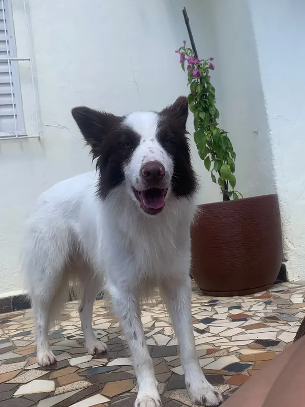 Zé de corpo inteiro no quintal