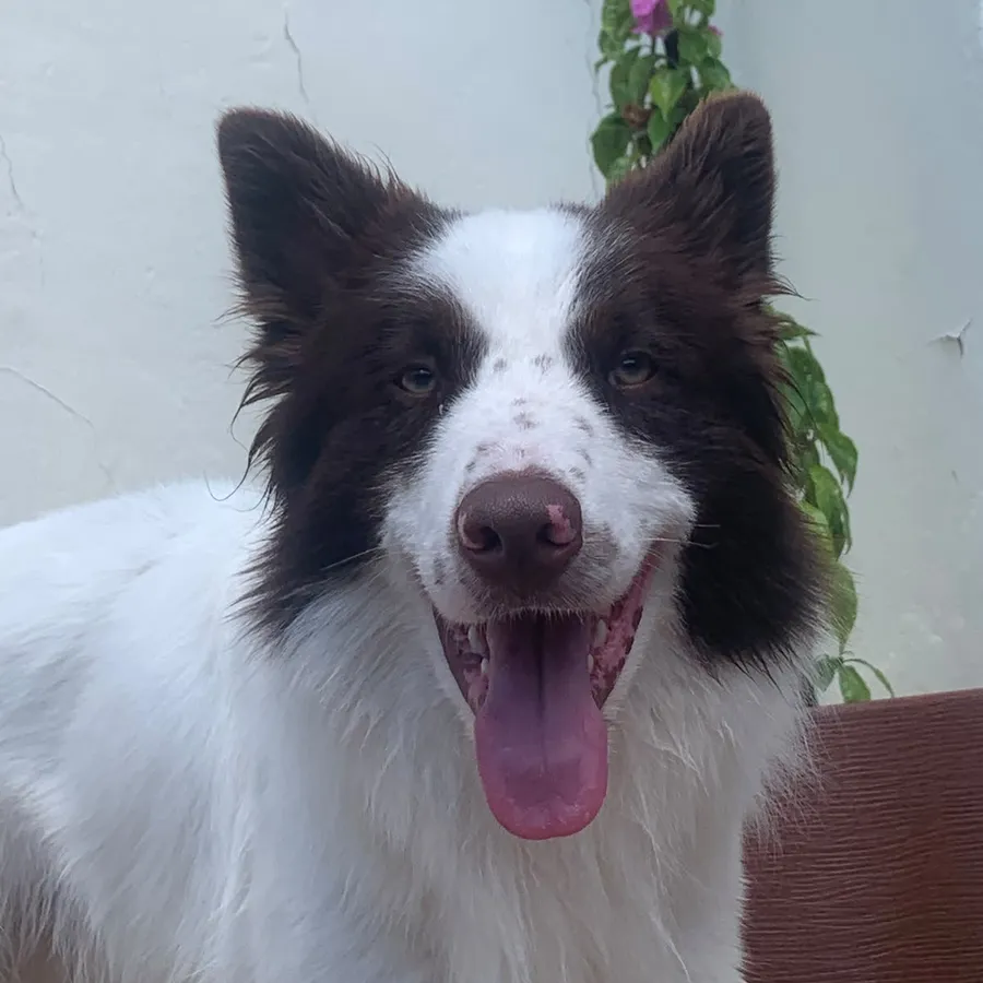 Zé, cachorro marrom e branco, sorrindo com a língua de fora